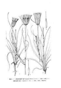 準噶爾婆羅門參