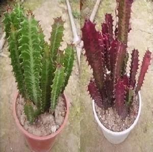 三角霸王鞭 三角霸王鞭