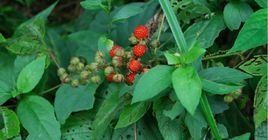 腺毛喜陰懸鉤子 腺毛喜陰懸鉤子