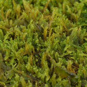 長葉細濕蘚 長葉細濕蘚