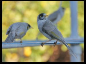 黑頭礦鳥 黑頭礦鳥