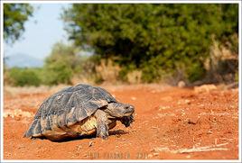 緣翹陸龜 緣翹陸龜
