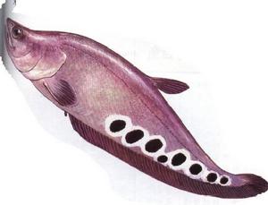 鮑孔駝背魚 鮑孔駝背魚