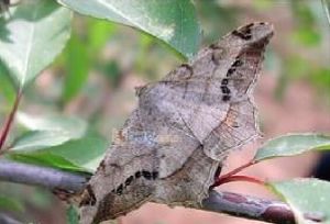 小玷尺蛾 小玷尺蛾