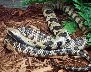 巴西水王蛇 巴西水王蛇