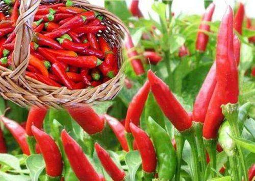 柘城辣椒