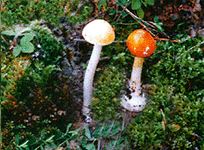 黃蓋鵝膏 黃蓋鵝膏