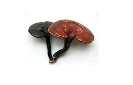 靈芝提取物 靈芝提取物