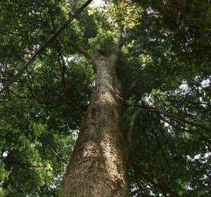 金絲楠樹 金絲楠樹