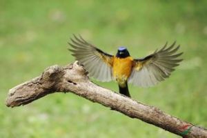 棕腹皇鳩 棕腹皇鳩