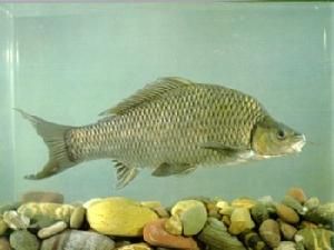 重口瓣結魚 重口瓣結魚