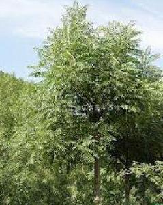 湖北香椿 湖北香椿