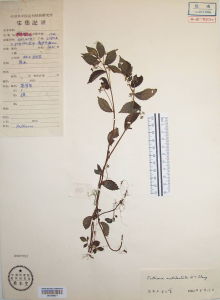 尖齒赤車 尖齒赤車