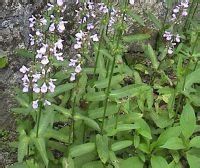 光葉水蘇 光葉水蘇