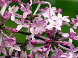 五瓣紫丁香 五瓣紫丁香