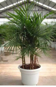 竹莖椰子 竹莖椰子