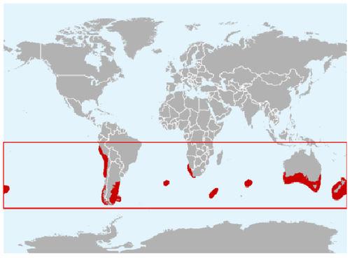 暗色斑紋海豚分布