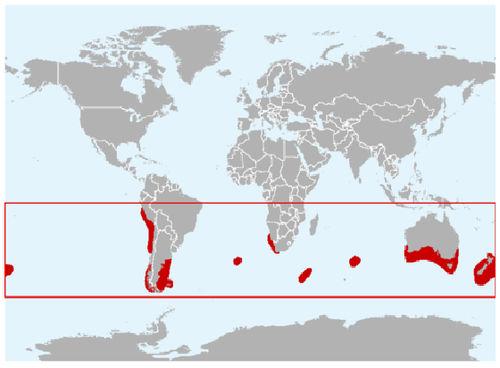 暗色斑紋海豚分布