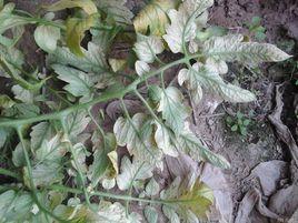 西紅柿白粉病 西紅柿白粉病