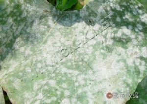 冬瓜白粉病 冬瓜白粉病