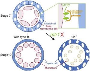 配子結合 配子結合