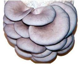 平菇菌種