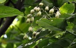 長柄梭羅 長柄梭羅