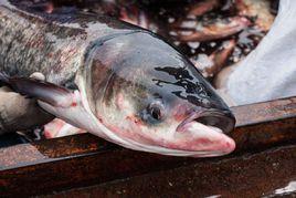 龍頭胖頭魚 龍頭胖頭魚