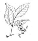 海南買麻藤 海南買麻藤