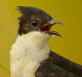 斑翅鳳頭鵑 斑翅鳳頭鵑