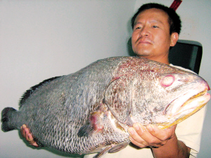 （圖）捕獲的紅魚