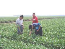 陽光農業相互保險公司