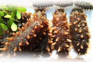 俄羅斯六排刺海參