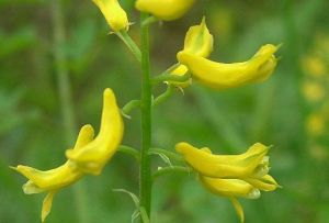 巴東黃堇 巴東黃堇