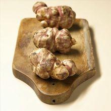 菊芋[桔梗目菊科植物]