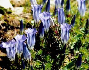 美麗龍膽 美麗龍膽