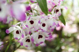 金釵石斛[微子目蘭科植物]