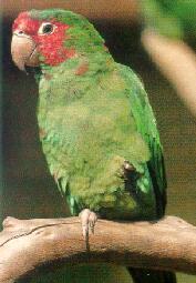 米特雷鸚哥 米特雷鸚哥