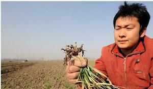 （圖）北方旱情