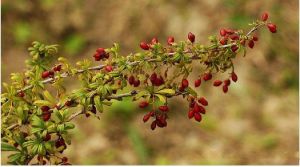 老君山小檗 老君山小檗