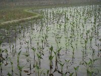 重慶彩雲湖濕地公園