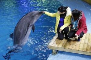 海豚胎教 海豚胎教