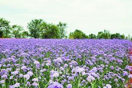 柳葉馬鞭草 柳葉馬鞭草