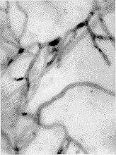 凍土毛霉 凍土毛霉
