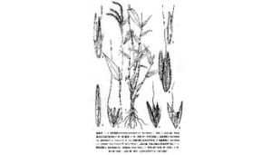 光軸藎草 光軸藎草