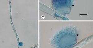 大孢球梳霉 大孢球梳霉