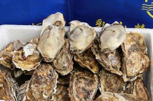 乳山牡蠣