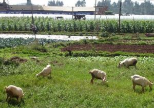 梁家營村 梁家營村