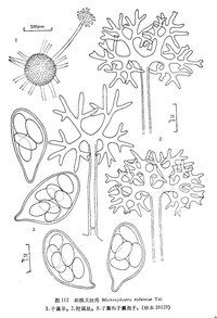 刺槐叉絲殼 刺槐叉絲殼