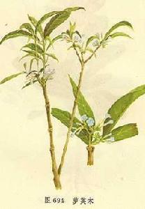 （圖）夾竹桃科